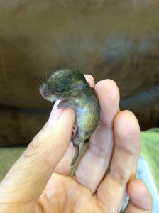One of 8 orphaned lemming babies I cared for temporarily.