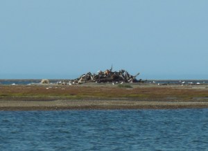 Looking for polar bears at the bone pile