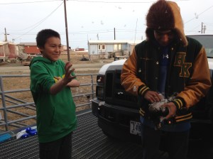 Nathan Gordon plucks a white-fronted goose.
