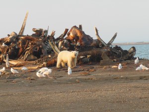 Polar bear at the bone pile 