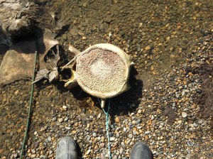I used this bowhead whale vertebrae as a stool when I sieved mud samples by the water. 
